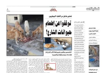 جدل واسع بعد دعوات وقف إطعام حيوانات الشارع.. و”الزراعة”: مخالف للشرع والقانون
