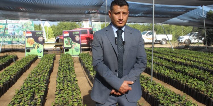 إنجاز جديد بالبحيرة .. تفاصيل أول مشروع لزراعة البن في مصر 