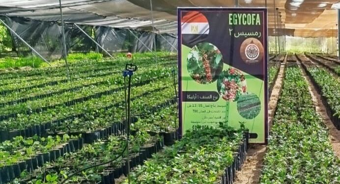 زراعة البن