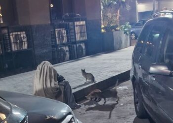 «ذلك لله وحده».. فقير يقتسم رزقه مع القطط ويرفض الظهور في المهندسين