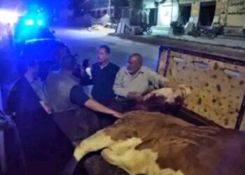 ضبط بقرة مذبوحة خارج المجازر الحكومية بالمنوفية