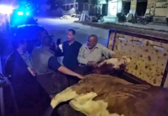 ضبط بقرة مذبوحة خارج المجازر الحكومية بالمنوفية