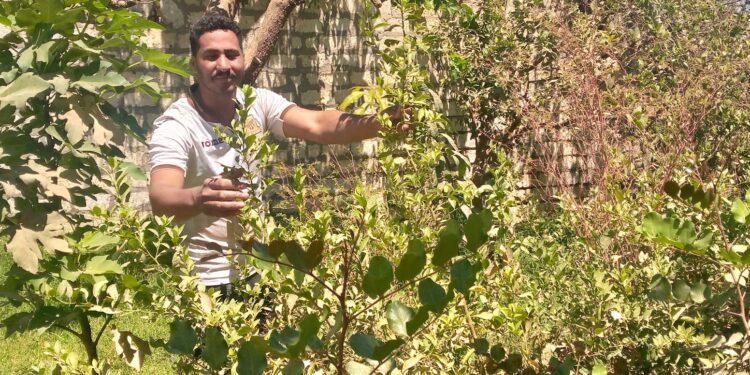 هنخليها شجر مثمر… شاب يزرع ١٠٠ شجرة ليمون في شوارع البدارى بأسيوط