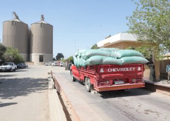 في بني سويف استلام247 ألف طن قمح محلي بالصوامع والشون منذ بداية الموسم وإيقاف التوريد أول أيام عيد الأضحى”فقط” واستئنافها في اليوم التالي