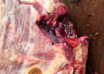 صور| ضبط عجل مذبوح مصاب باليرقان بمنفلوط في أسيوط