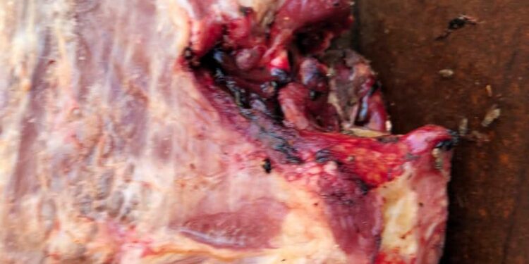 صور| ضبط عجل مذبوح مصاب باليرقان بمنفلوط في أسيوط
